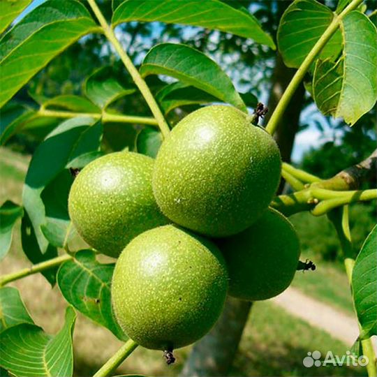 Саженцы орех грецкий Кыргызский, орех северный