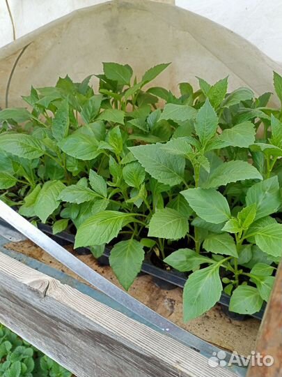 Рассада помидоров томатов, перцев, 80 сортов