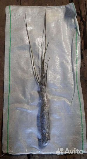 Грецкий орех саженцы