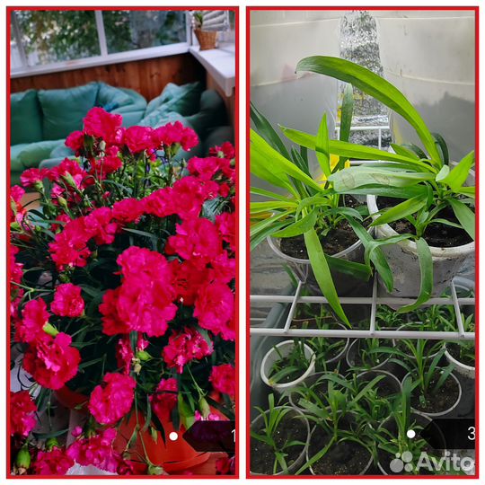 Вегетативная гвоздика