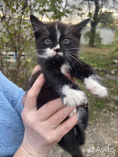 Котенок -мальчик в добрые руки