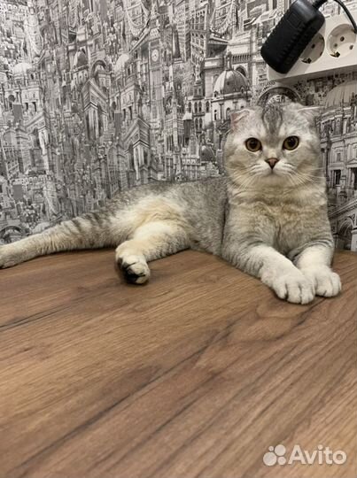 Вязка вислоухий шотландец