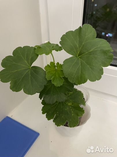 Пеларгония Calliope Dark Red