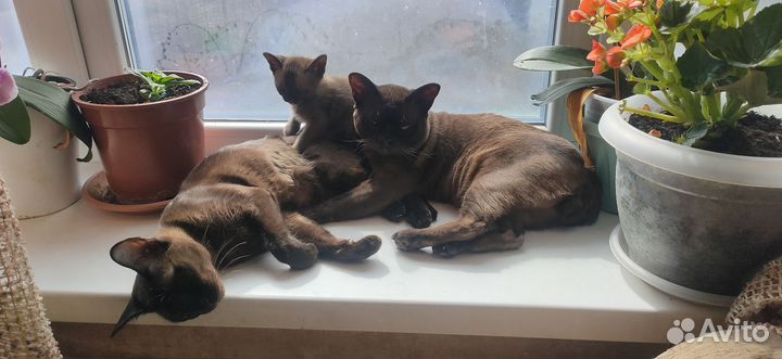 Бурманский котенок