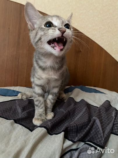 Отдам в добрые руки