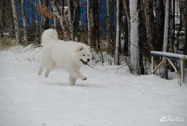 Медвежонок