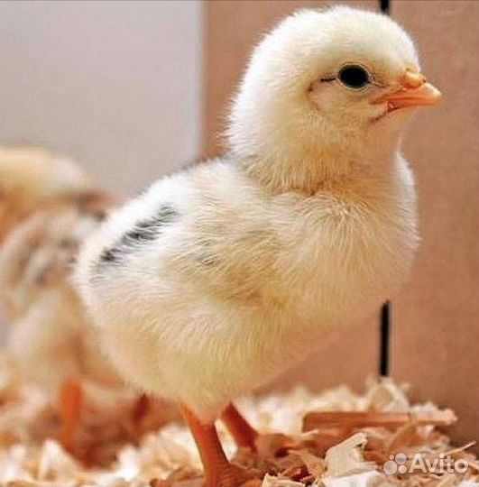 Цыплята Адлерская Серебристая