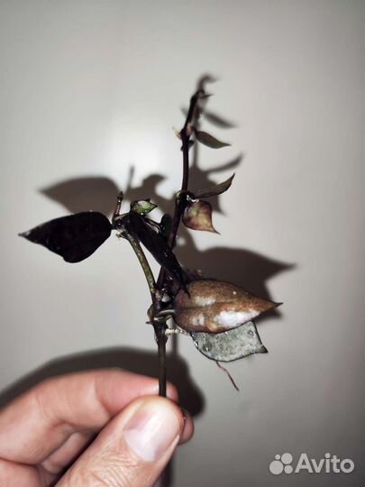 Hoya Lacunosa Black Queen, Хойя лакуноса блек квин