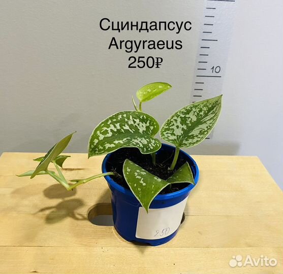 Сциндапсусы Argyraeus, Trebie, Silver Ann