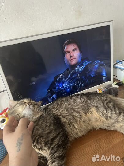 Сибирский котенок мальчик