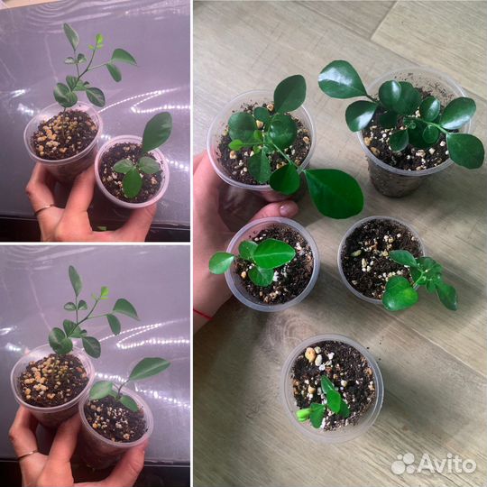 Часть 7. Пеперомия,Церопегия, суккуленты, пилея