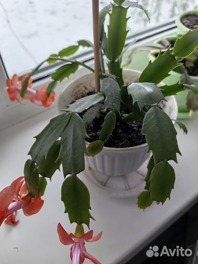 Декабрист шлюмбергера