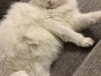 Турецкая ангора белая кошка для вязки