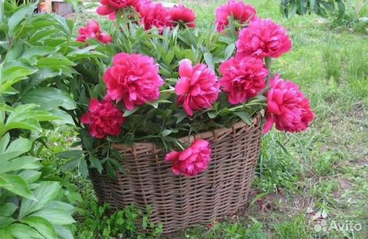 Опора для цветов, кустарников 650, корзины от 400