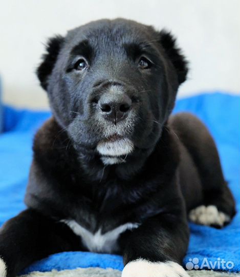 Щенки среднеазиатской овчарки