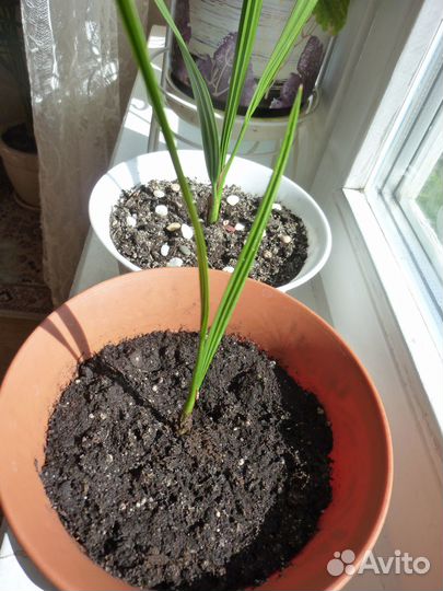 Финиковая пальма