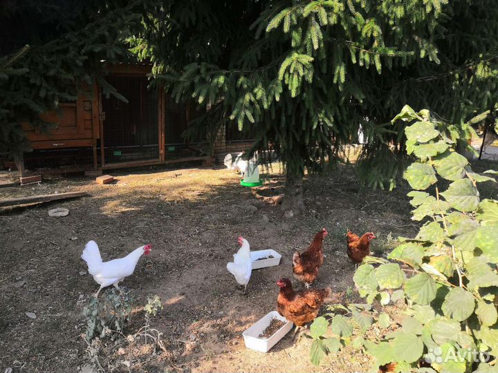 Яйцо куриное, домашнее