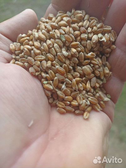Зерно пшеница