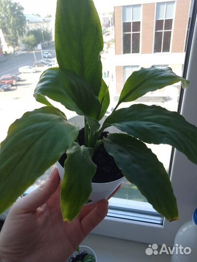 Спатифиллум