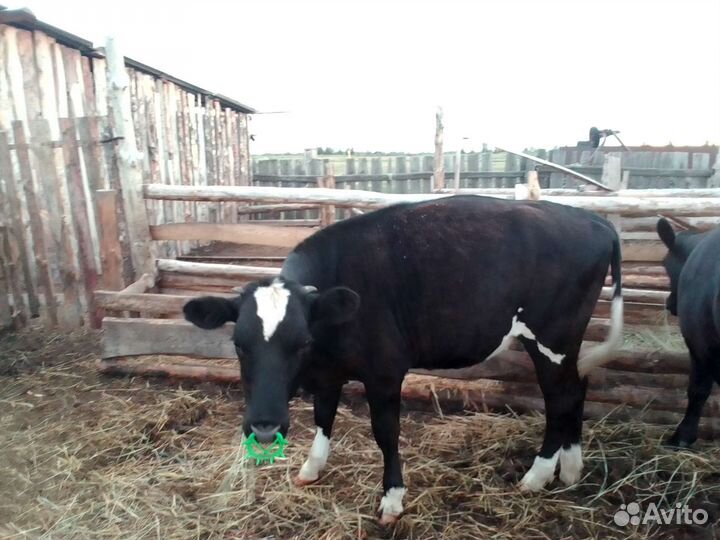 Продам коров на подсосе с телятами и двух телок
