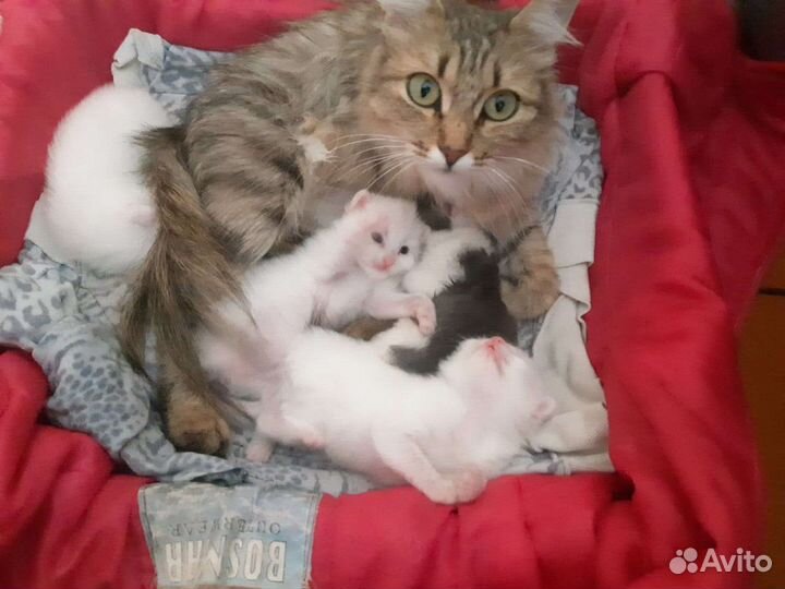 Котята в добрые руки даром