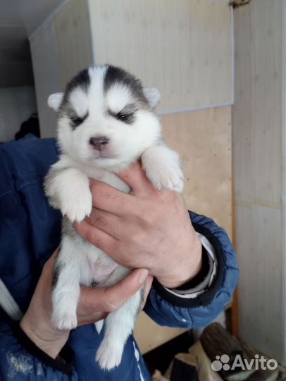 Щенки хаски