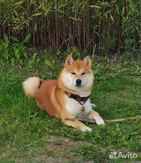Сиба ину кобель вязка