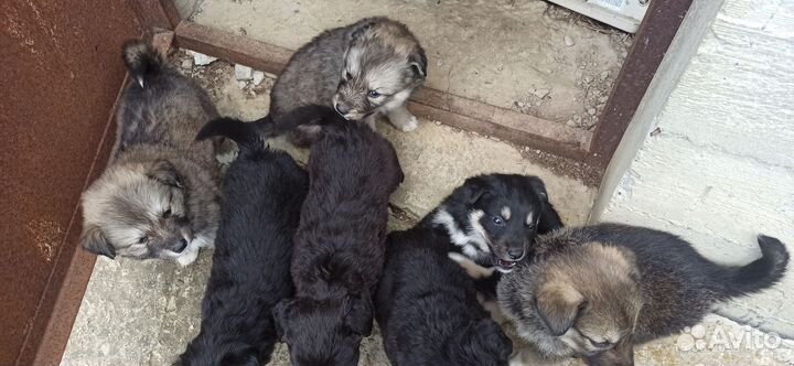 Щенки маламут-дворняга