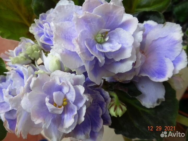 Набор 10/20/30/40/50 укорененных черенков