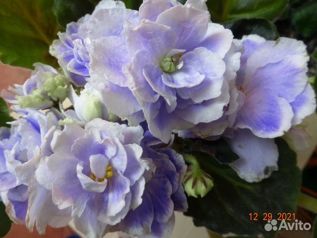 Набор 10/20/30/40/50 укорененных черенков