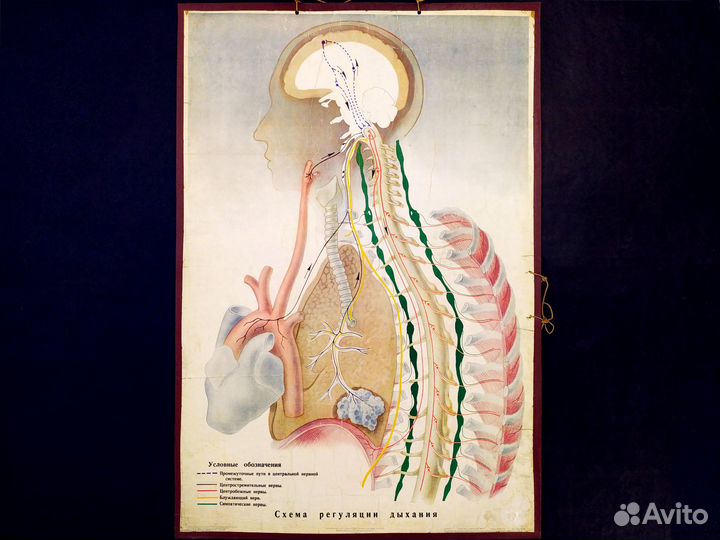 Плакат старинный 1951 год Дыхание анатомия постер