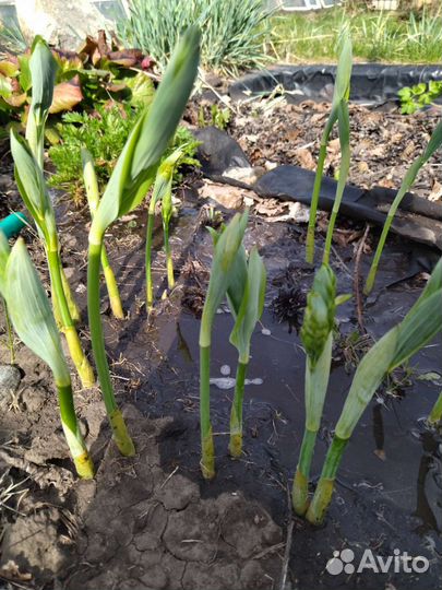 Многолетники для вашего сада