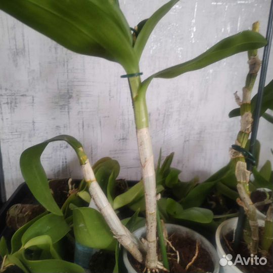 Орхидея дендробиум