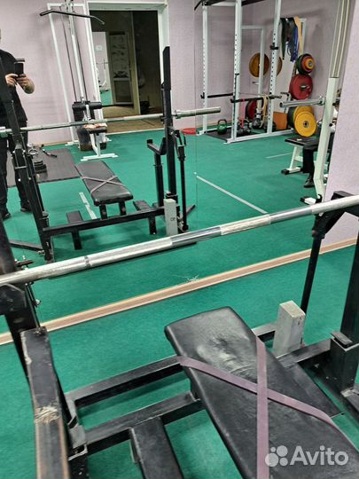 Гриф олимпийский