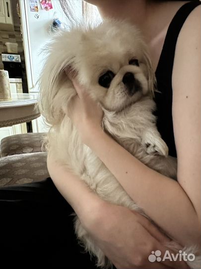 Вязка пекинес