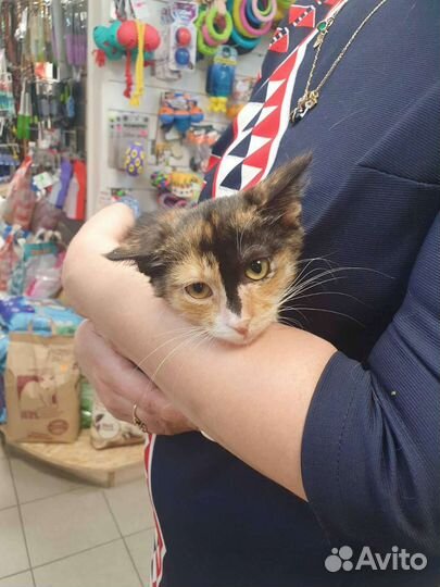 Котёнок девочка ищет дом трусишка