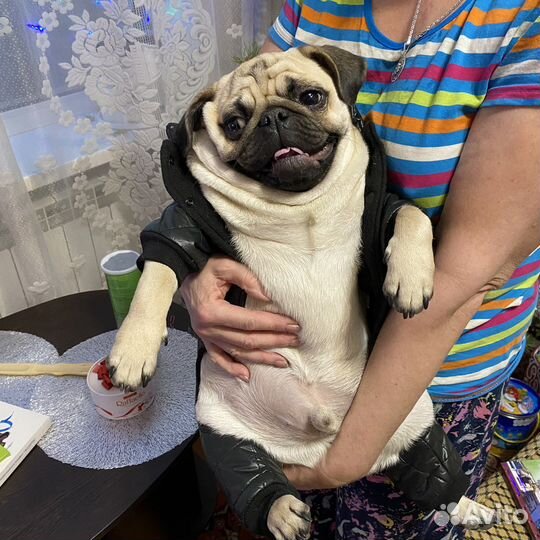 Одежда для маленьких собак