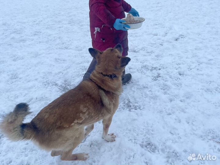 Овчаристый пёс с историей #собака в дар