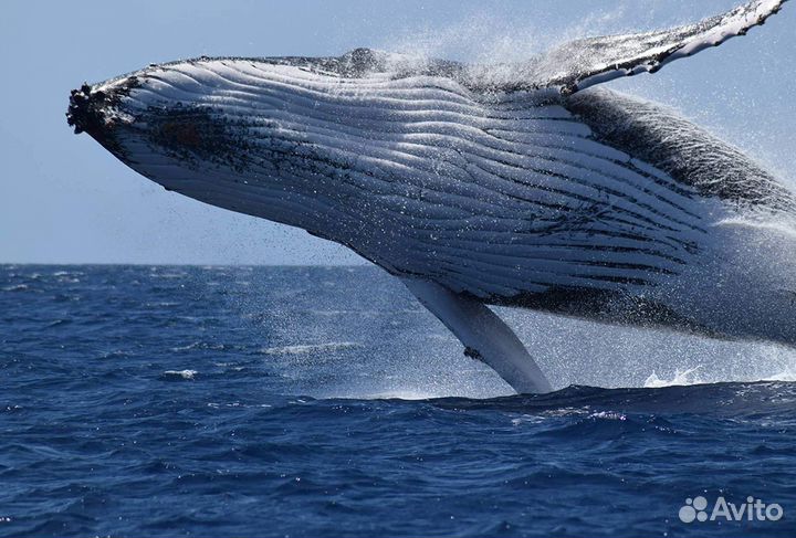 Экскурсия - Мурманск - За Китами В Териберку