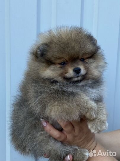 Померанский шпиц