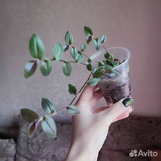 Традесканция Gibasis purple Plush