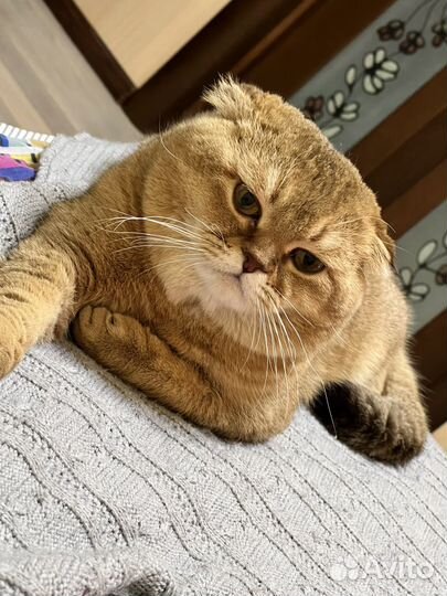 Вязка с шотландским котом