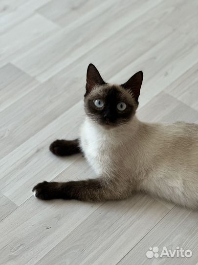 Очарвательная голубоглазая красавица ищет дом