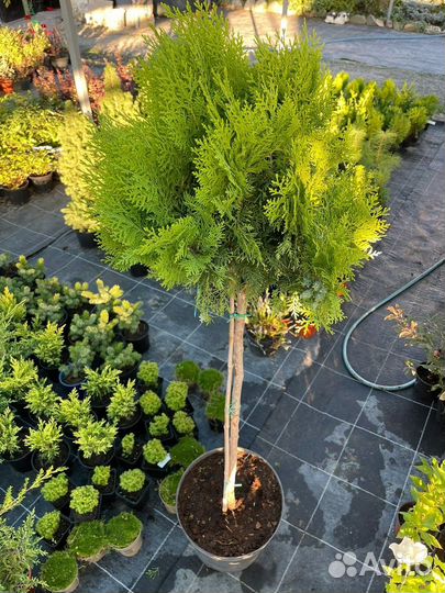 Туя Ауреа Нана штамб