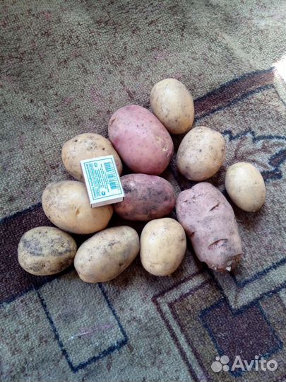 Продам картофель
