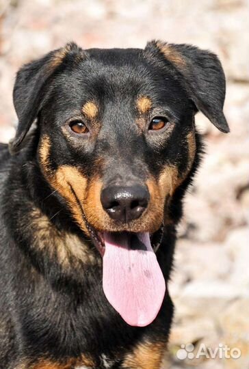 Метис овчарки