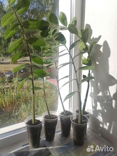 Замиокулькас (долларовое дерево)