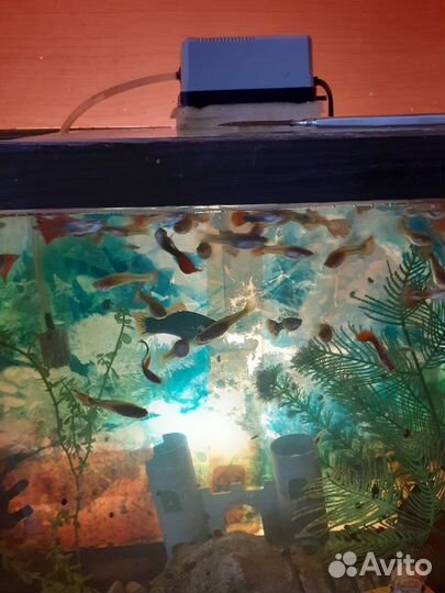 Рыбки гуппи