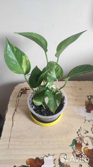 Лиана Сциндапсус