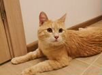 Добрый рыжий кот Абрикос в добрые руки